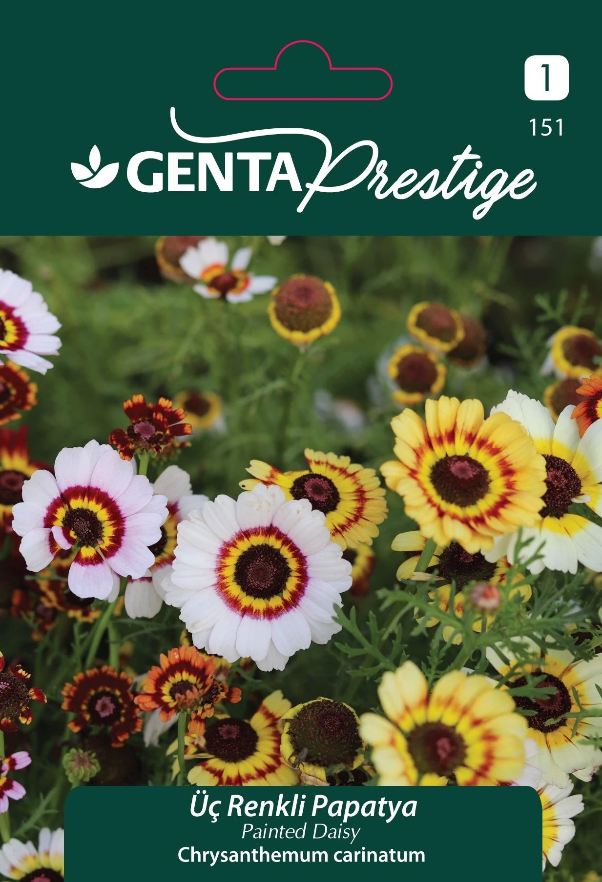 Genta Prestige Üç Renkli Papatya (Painted Daisy – Chrysanthemum carinatum) Tohumu – Arıları Çeken Çokrenkli Tek Yıllık Çiçek