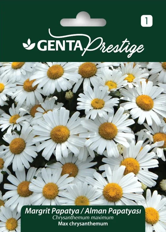 Genta Prestige Margrit Papatya (Chrysanthemum maximum) Tohumu – Çok Yıllık, Kolay Yetişen Bahçe Papatyası