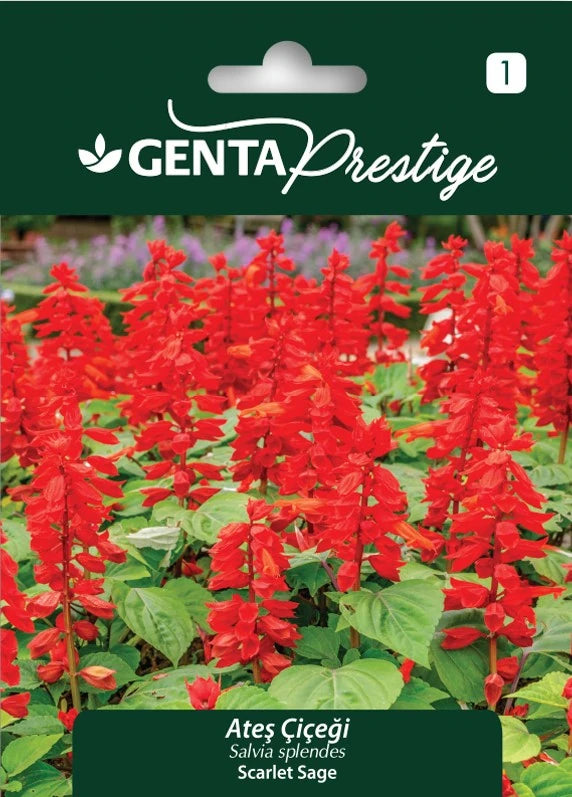 Genta Prestige Ateş Çiçeği Tohumu (Salvia splendens) – Alev Kırmızısı, Hızlı ve Yoğun Çiçeklenme