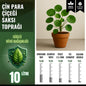 Çin Para Çiçeği (Pilea) Saksı Toprağı – 10 Litre